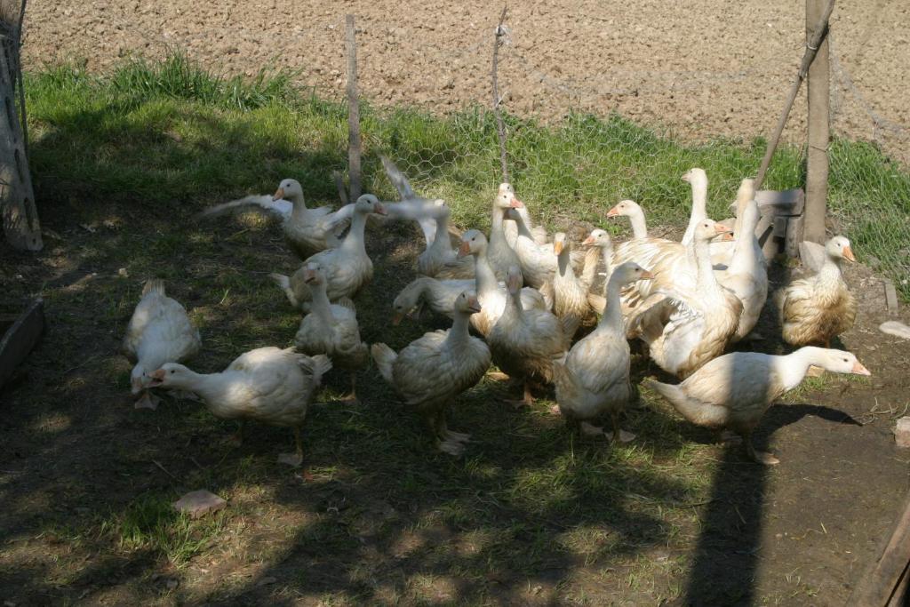 Agriturismo Vecchio Gelso Ortezzano Εξωτερικό φωτογραφία